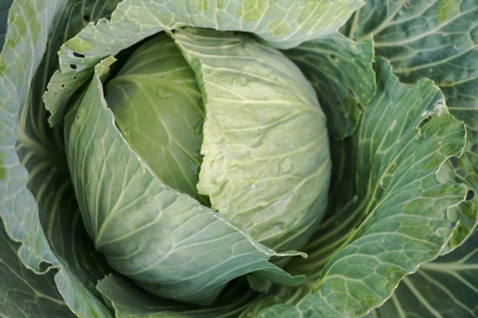 green cabbage