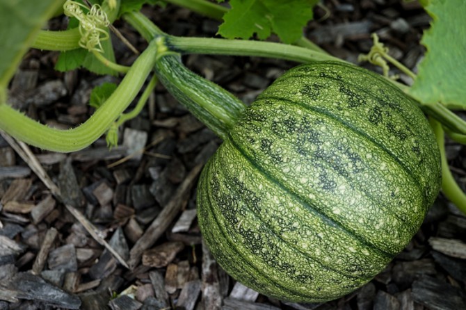 green gourd