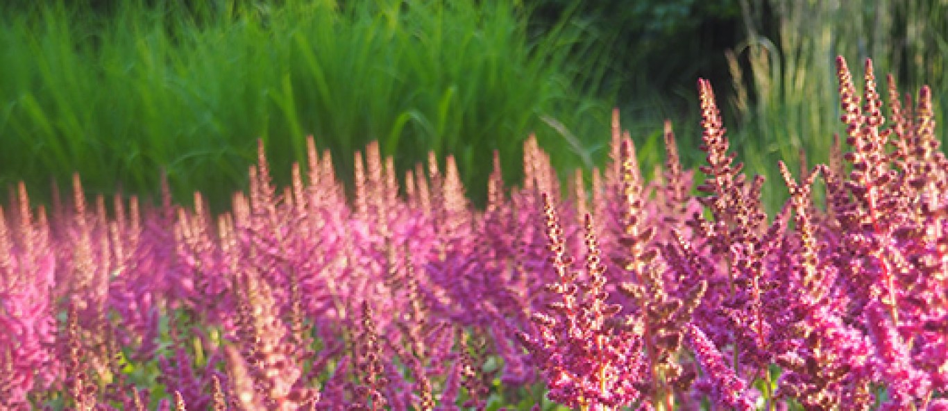 Astilbe Path Slider