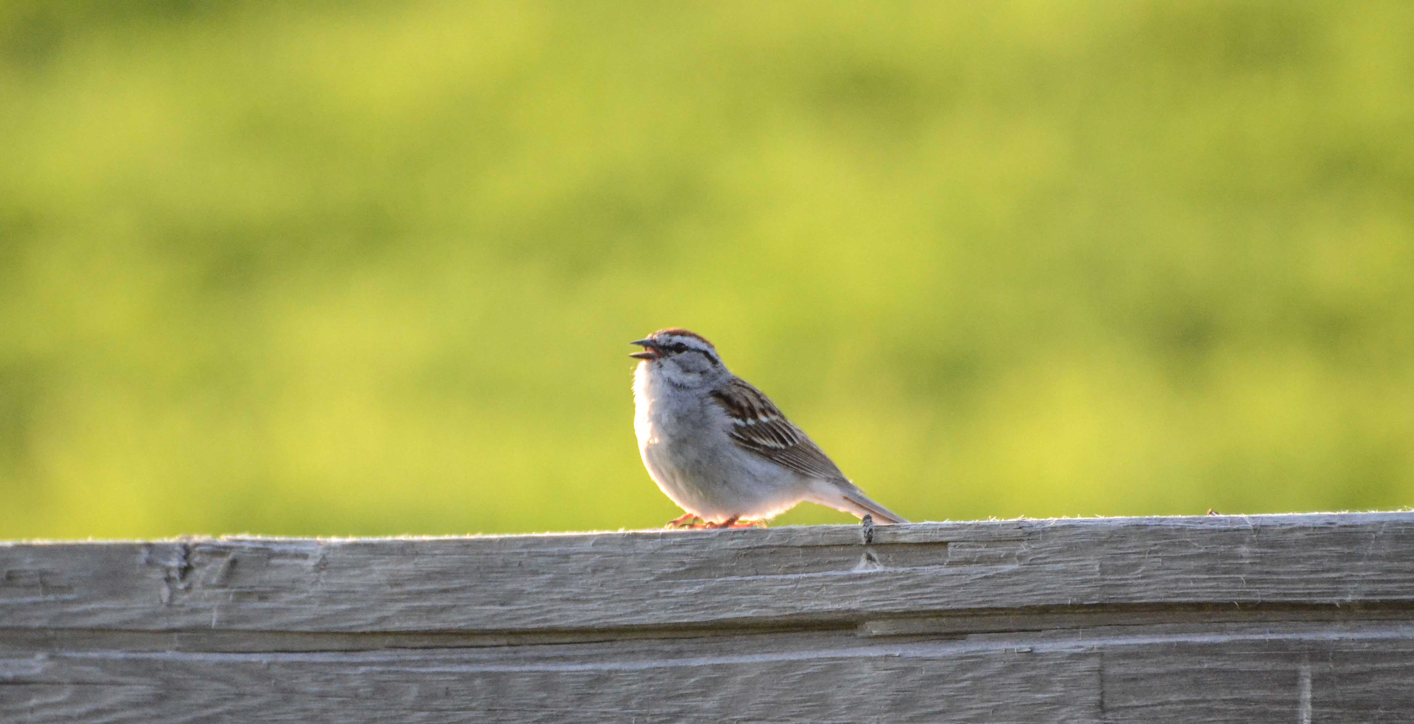 Wildlife Slider Image