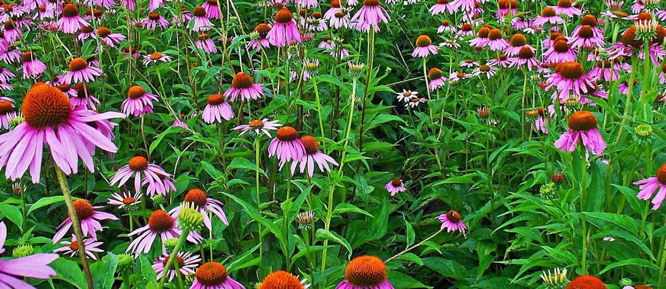 Echinacea purpurea 001