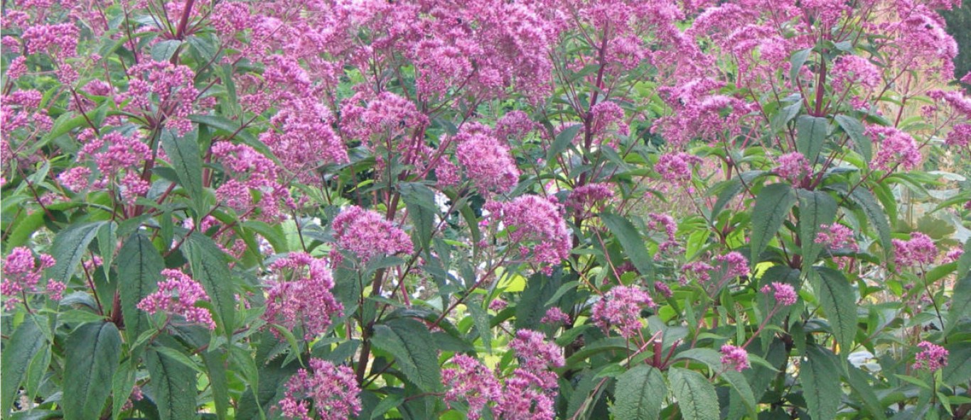 Eutrochium purpureum Sweet Joe Pye Weed4 1200x900