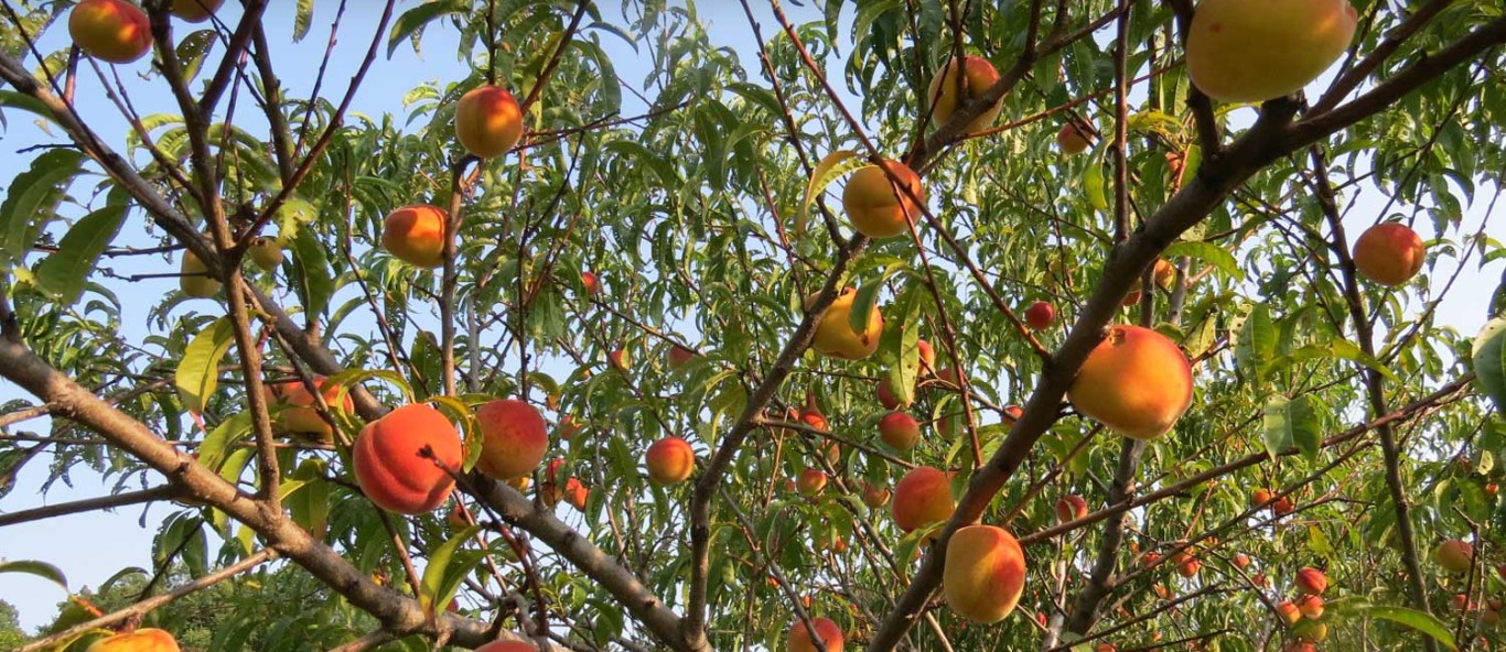 Fruit Orchards Main Image v2