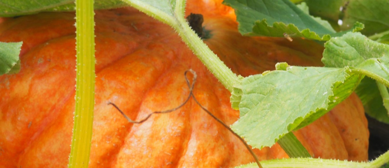 PumpkinPatch DetailPage MainImage 1500x896