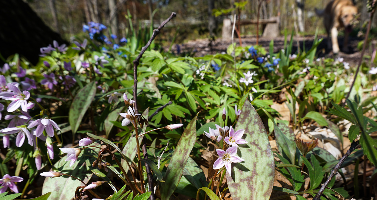 Spring Wildflowers Slider Image