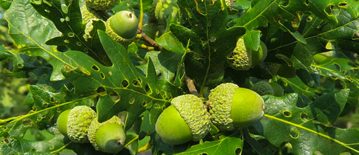 acorn slide