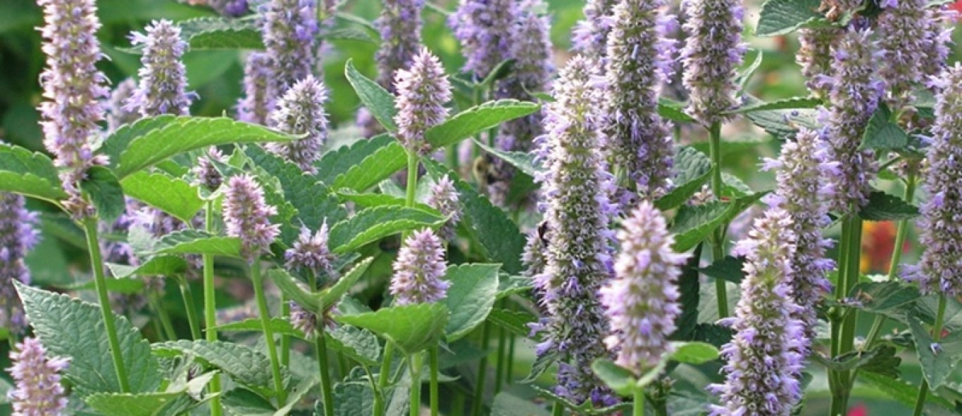 anise hyssop