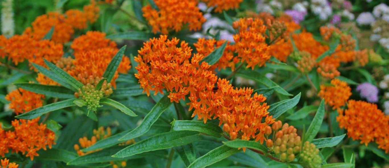 butterfly weed
