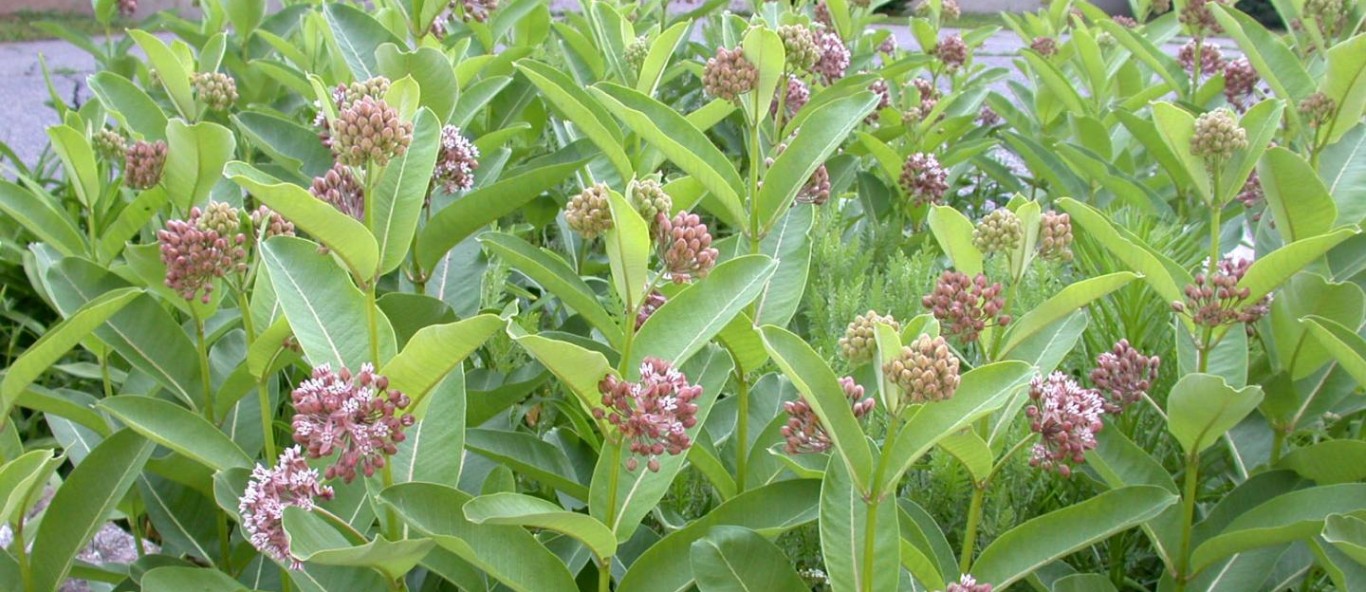 common milkweed c edited large