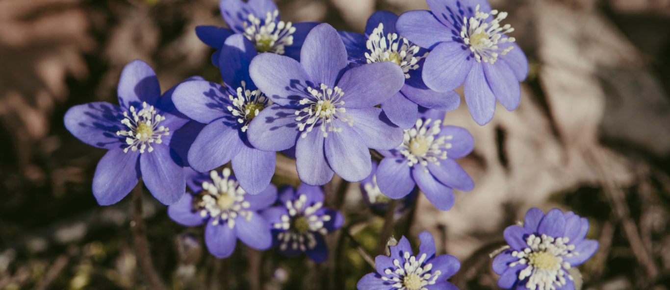 ephemerals 1500 x 896 px