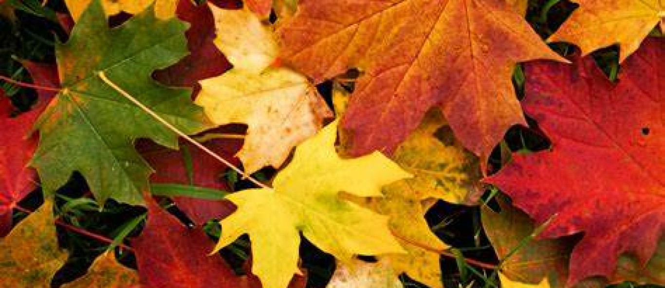 fall leaves v2