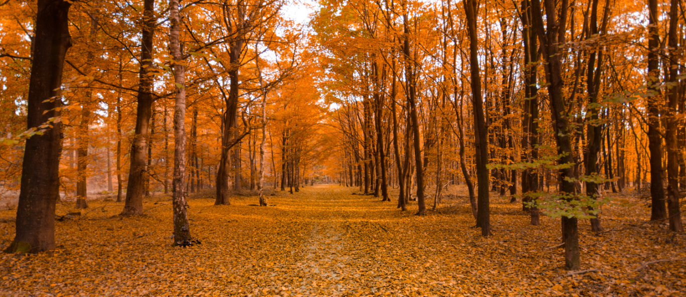 fall trees 1500 x 896 px