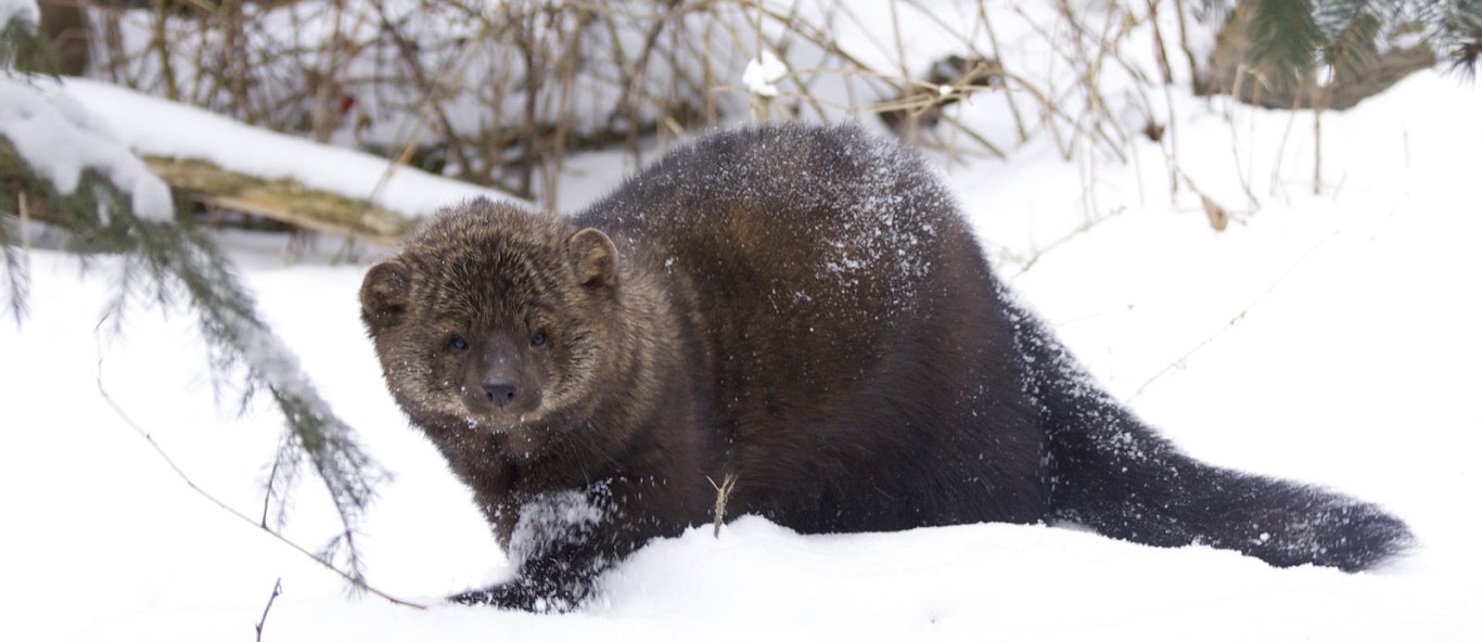 fisher in snow