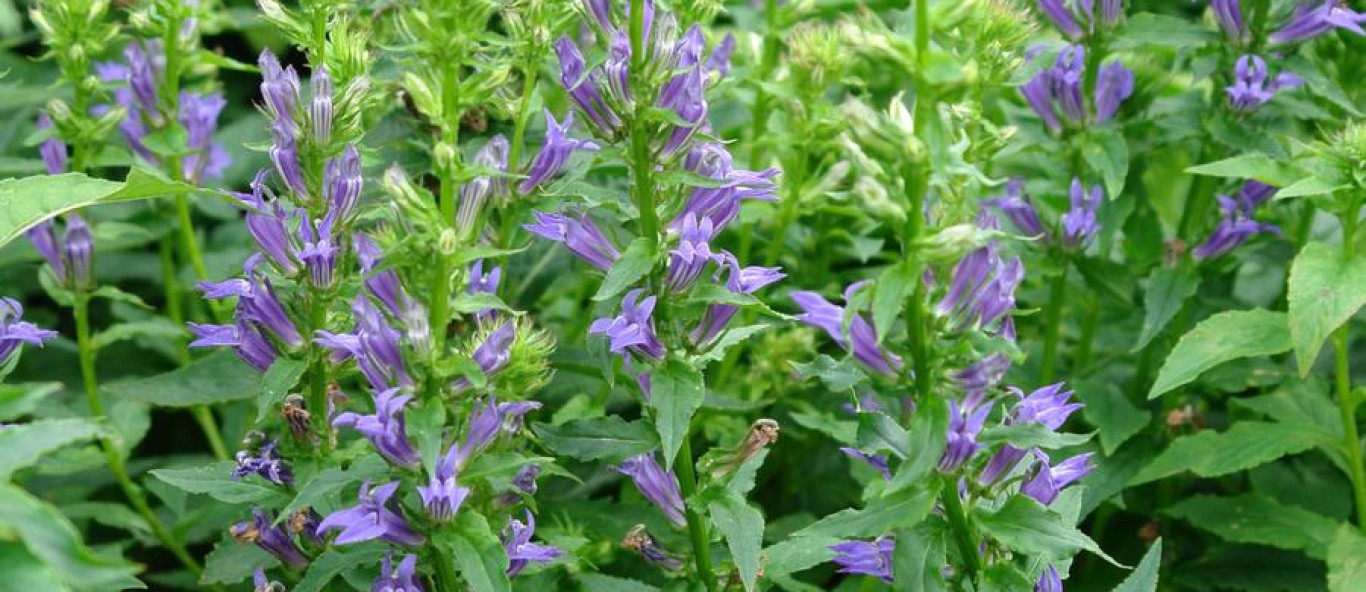 great blue lobelia