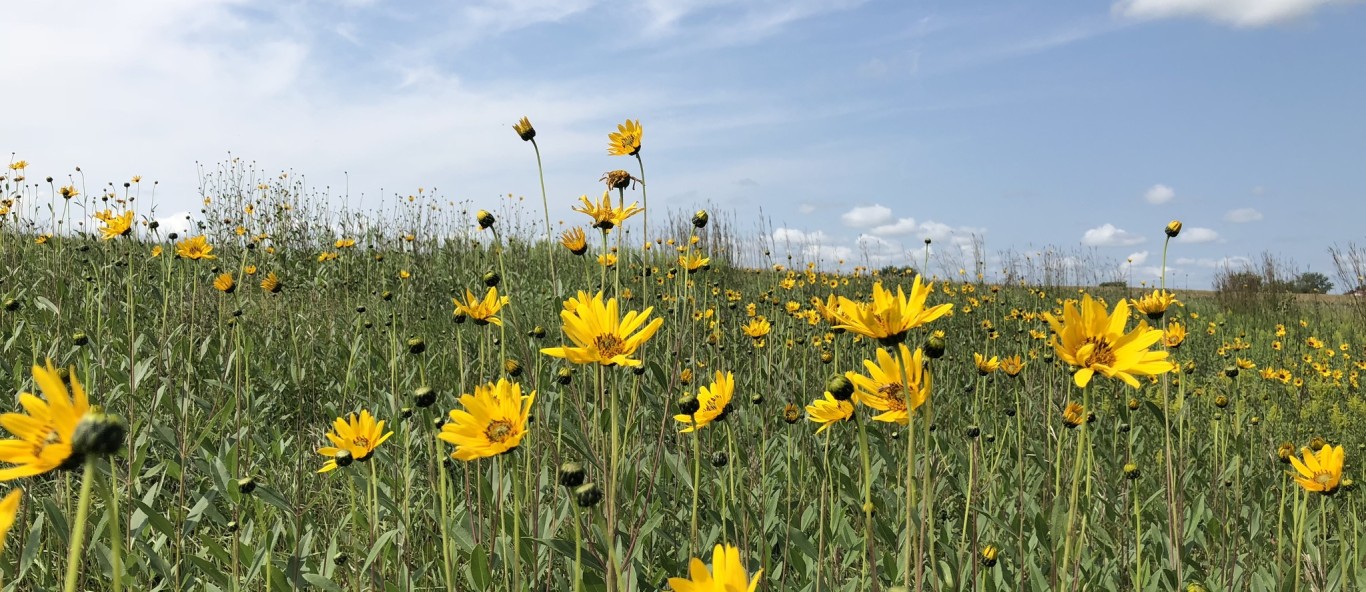 helianthus pauciflorus 1