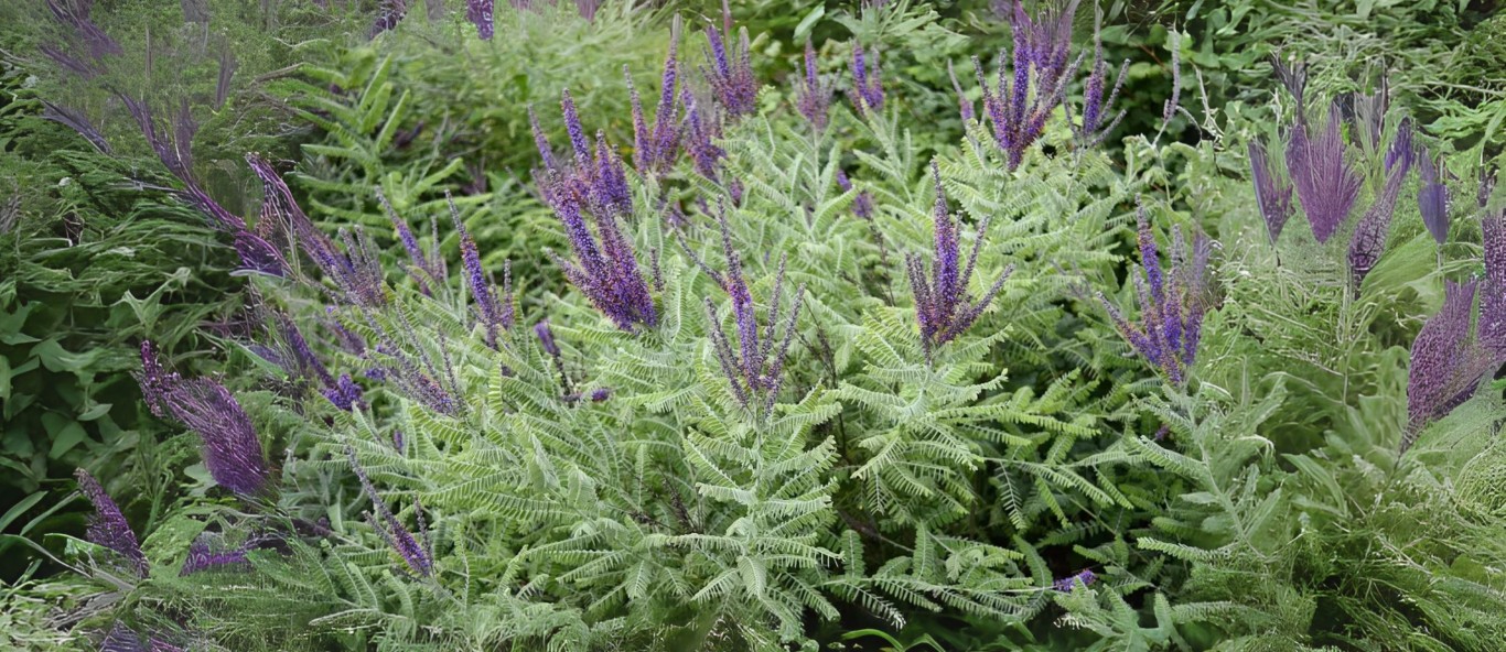 lead plant