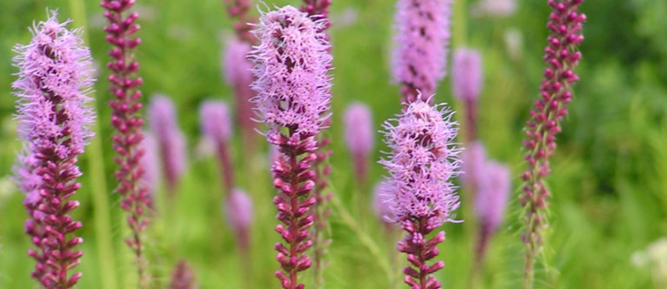 liatris pycnostachya prairie blazing star main