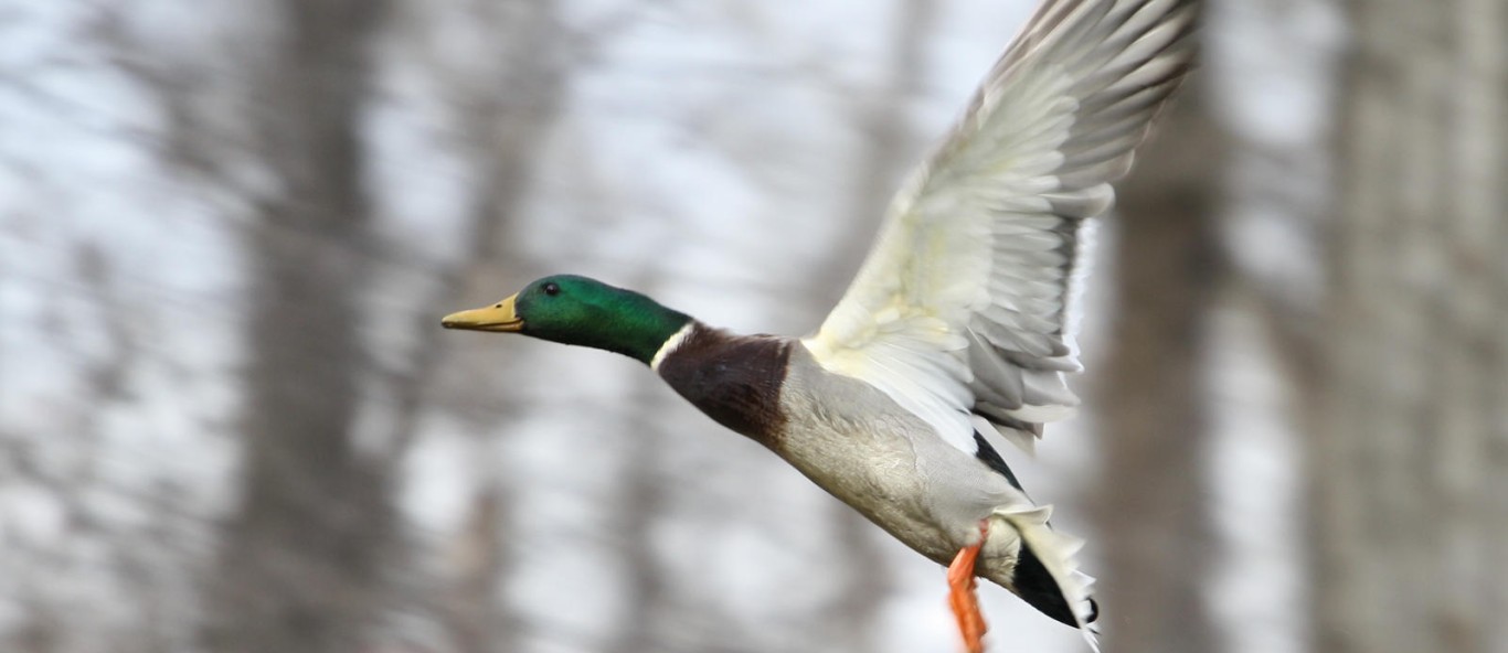 mallard drake in flight