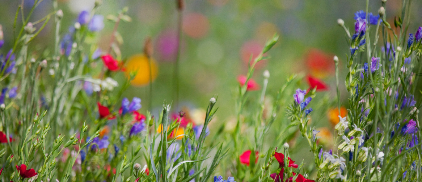 meadow 1500 x 896 px