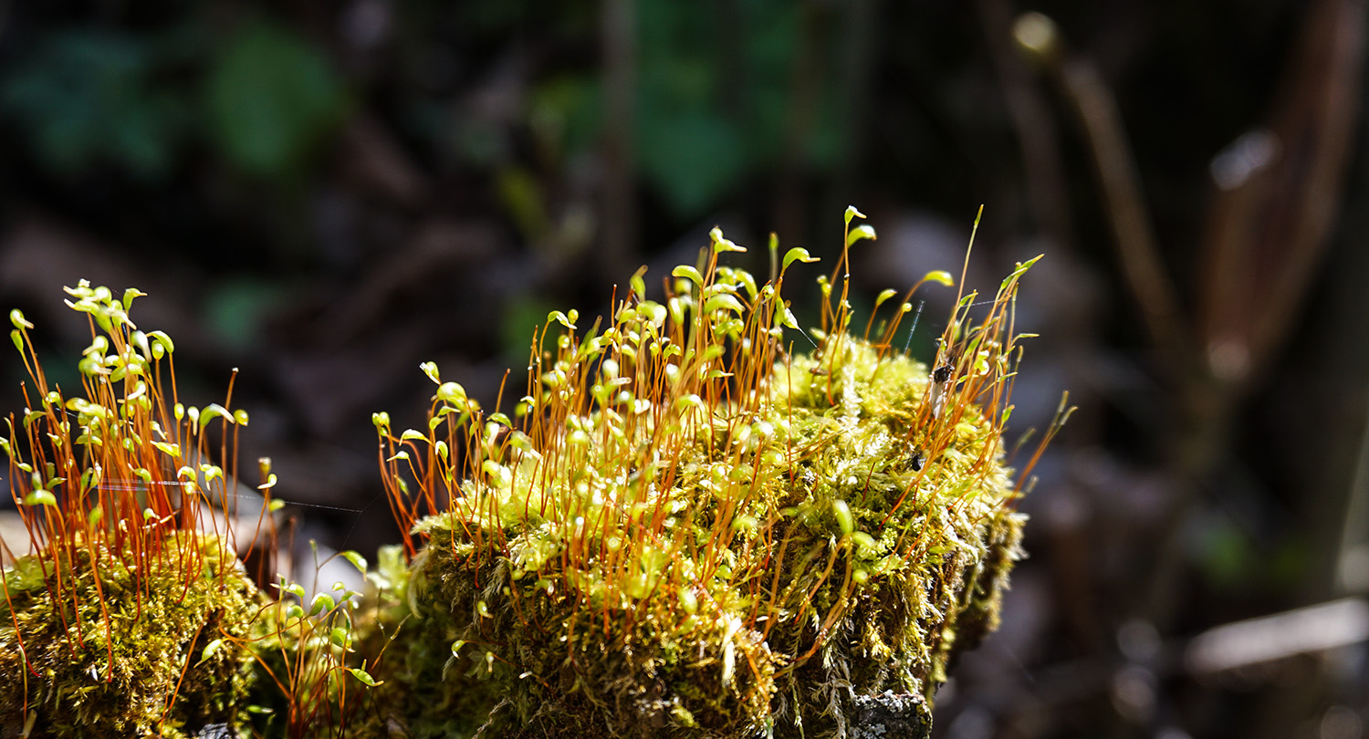 Woodland Moss Slider Image