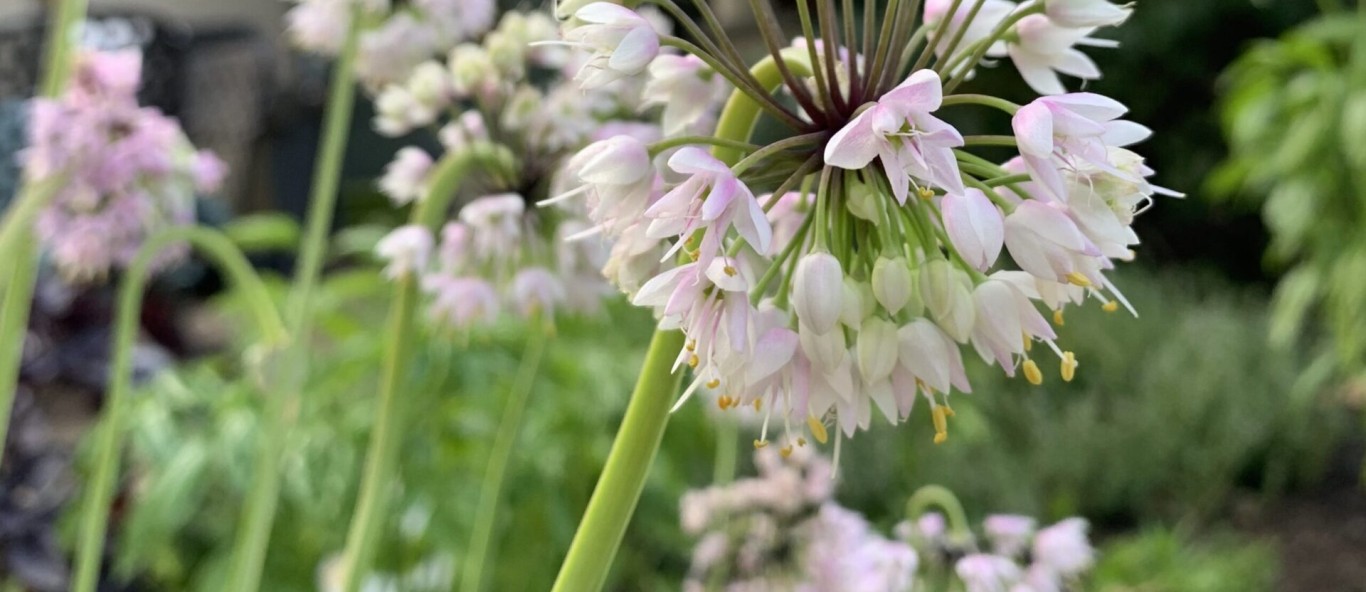 nodding onion