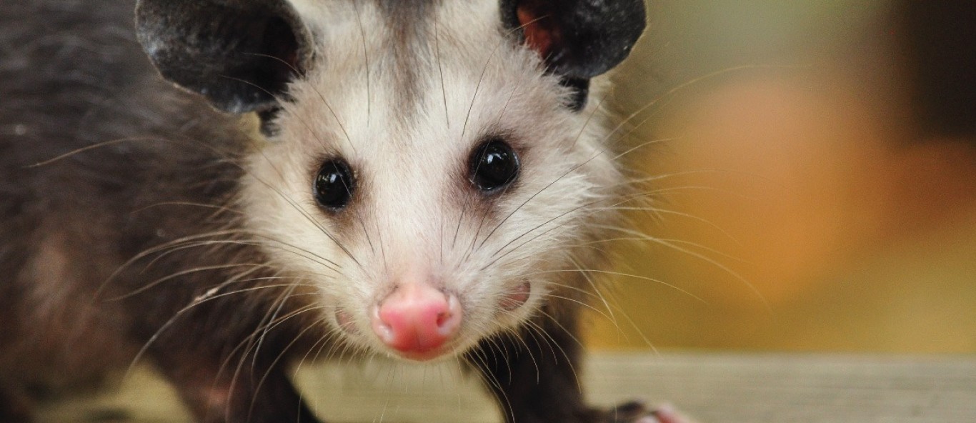 opossum gallery 3