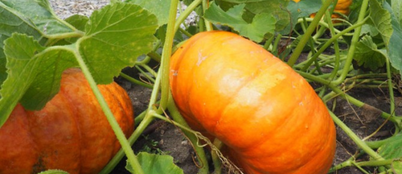 orange pumpkins resized for header