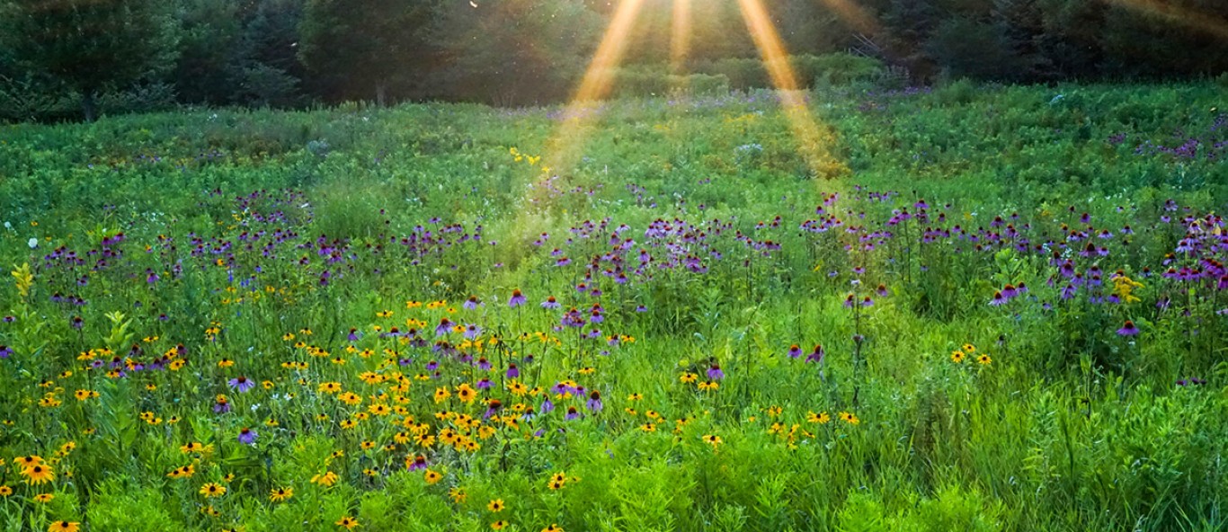 prairie banner