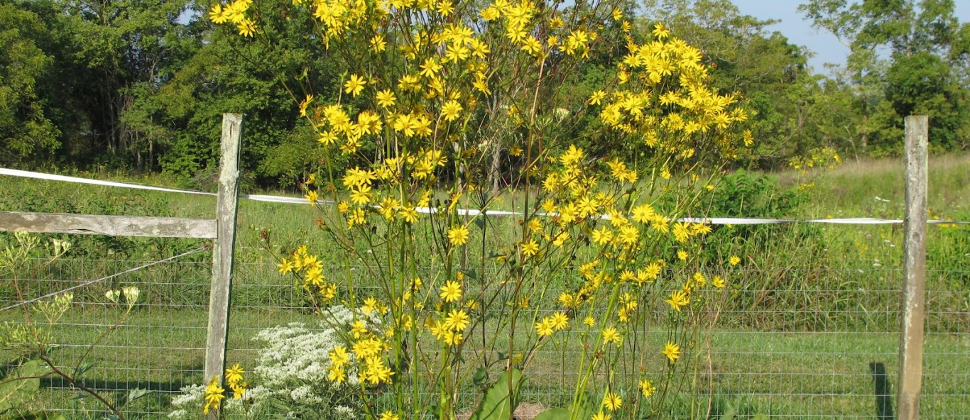 prairie dock