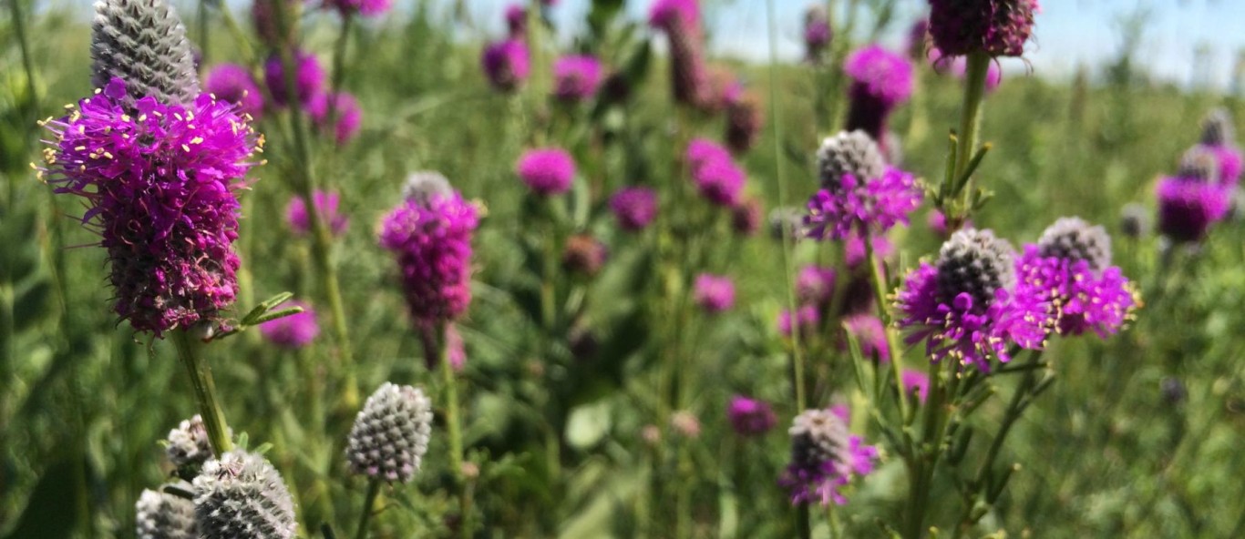 purple prairie clover