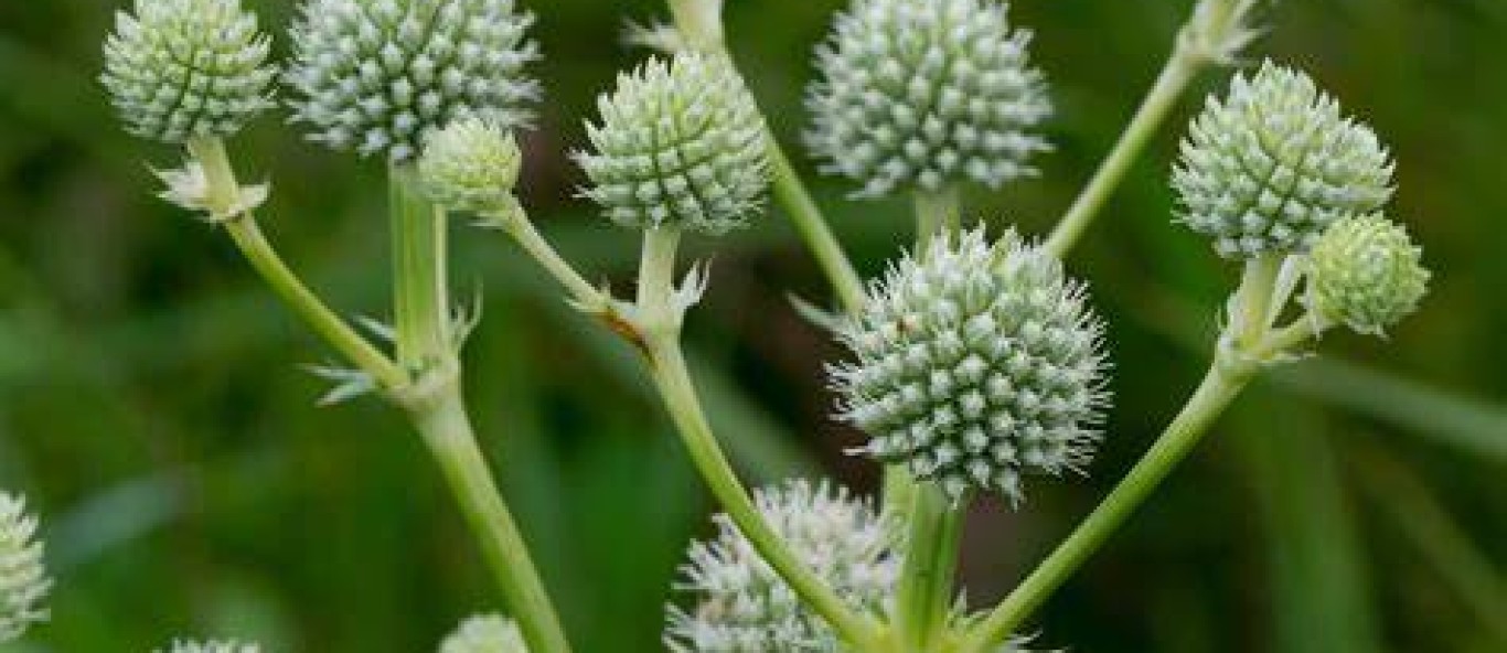rattlesnake master