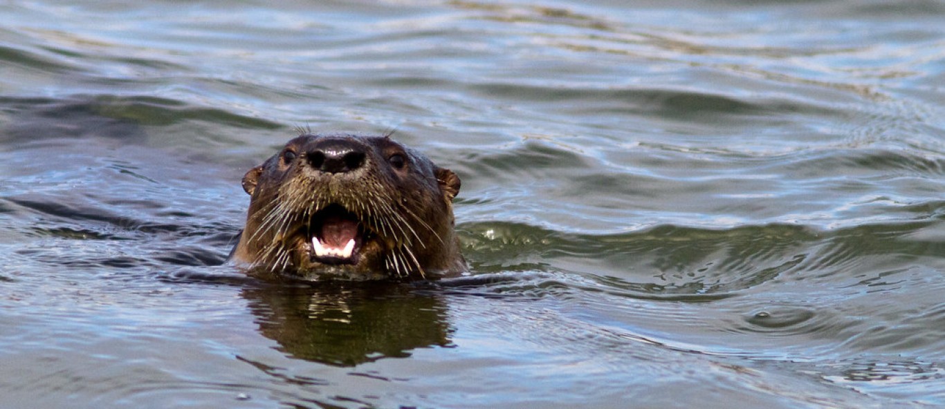 river otter head