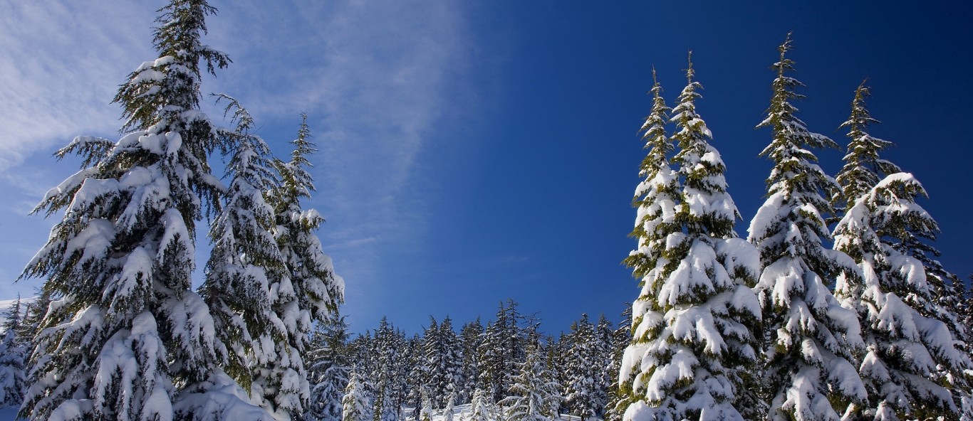 snowy trees