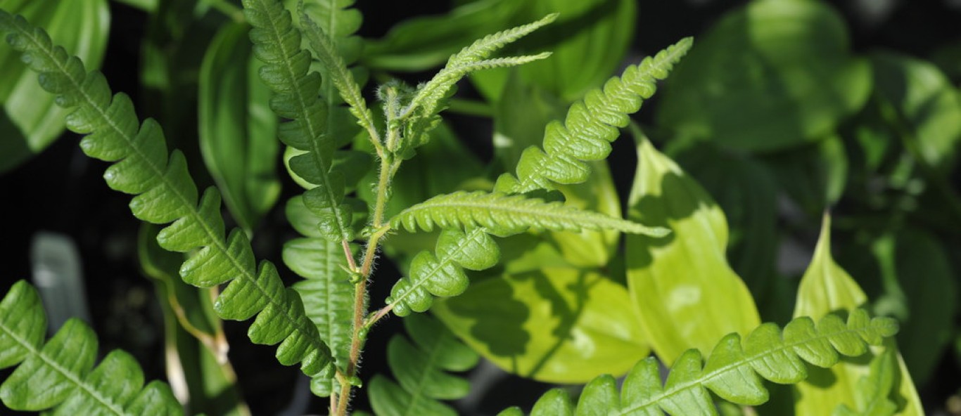 sweet fern
