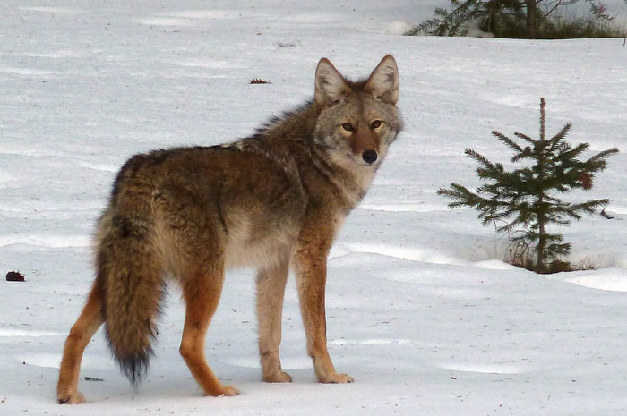 Coyote