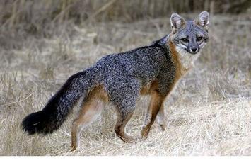 Gray Fox