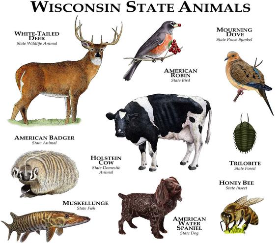 WI State Animals